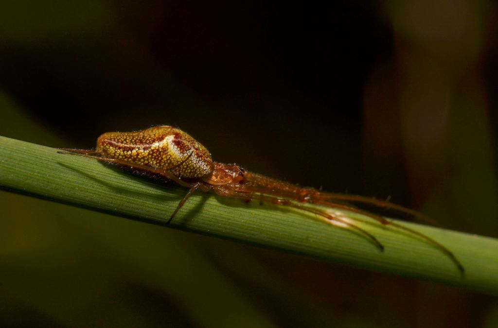 Tetragnathidae: Tetragnatha sp., femmina  - Grosseto